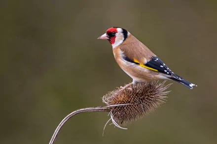european goldfinch bird Animal goldfinch HD Desktop Wallpaper | Background Image