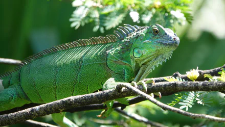 green reptile Animal iguana HD Desktop Wallpaper | Background Image