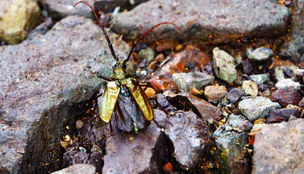 Animal insect HD Desktop Wallpaper | Background Image