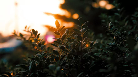 nature plant HD Desktop Wallpaper | Background Image