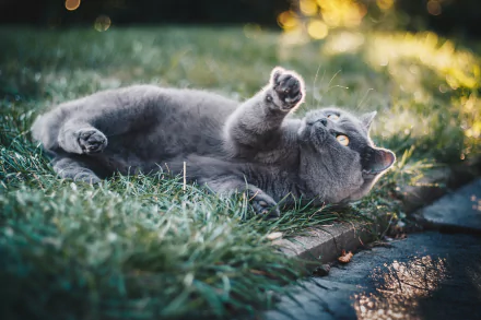 4K Ultra HD PC desktop wallpaper — gray cat lying on grass with paw raised and amber eyes, soft bokeh background