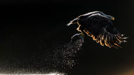 HD desktop wallpaper of a majestic eagle, a powerful bird of prey, captured in mid-flight with water droplets sparkling against a dark background.