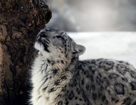 A high-definition desktop wallpaper featuring a snow leopard nuzzling up against a tree, with a snowy background in soft focus.