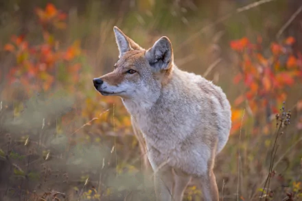 HD PC desktop wallpaper featuring a coyote (animal) standing in an autumn meadow with orange foliage and soft bokeh background.