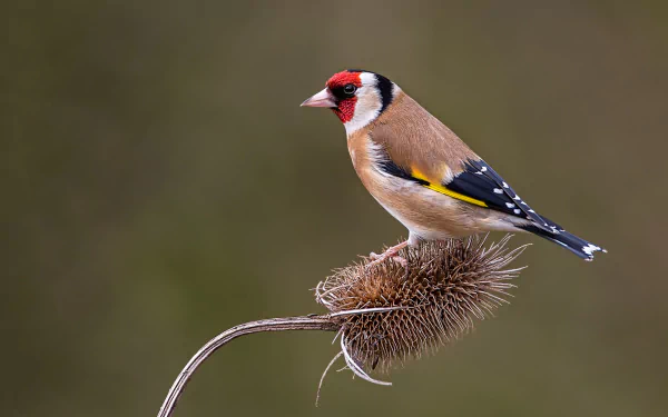 european goldfinch bird Animal goldfinch HD Desktop Wallpaper | Background Image