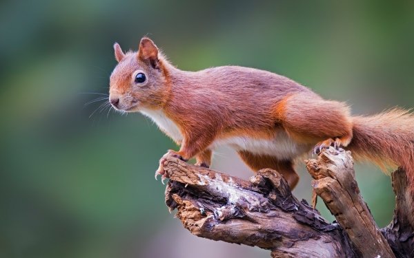 Animal Squirrel Rodent HD Wallpaper | Background Image
