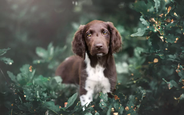 dog Animal spaniel HD Desktop Wallpaper | Background Image