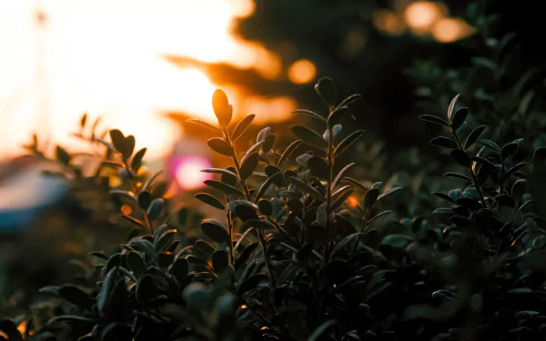 nature plant HD Desktop Wallpaper | Background Image