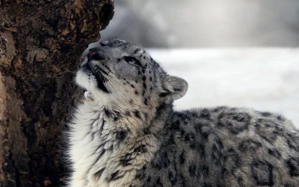A high-definition desktop wallpaper featuring a snow leopard nuzzling up against a tree, with a snowy background in soft focus.