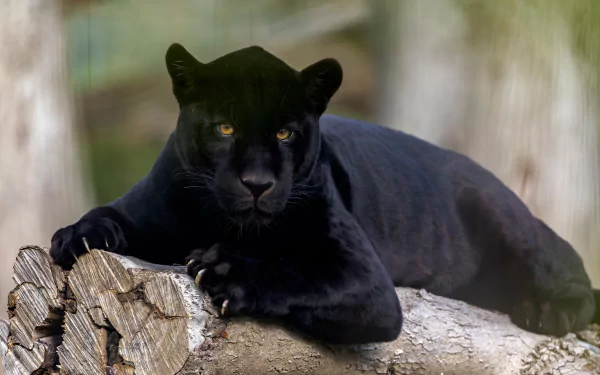 A black panther rests on a tree branch in this 4K Ultra HD PC desktop wallpaper, showcasing the animal's sleek fur and intense amber eyes.