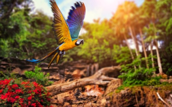Animal Blue-and-yellow Macaw Birds Parrots Flight Macaw Parrot HD Wallpaper | Background Image