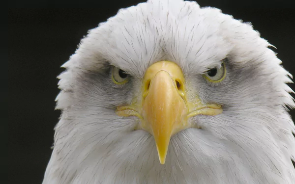 Animal bald eagle HD Desktop Wallpaper | Background Image