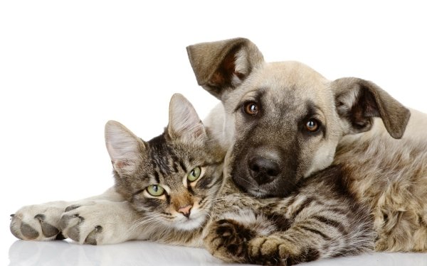 Animal Cat & Dog Dog Cat Friend HD Wallpaper | Background Image