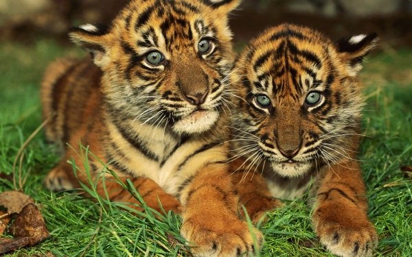Animal Tiger Cats Bengal Tiger Cub Cute HD Wallpaper | Background Image