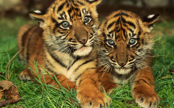  Cute Bengal Tiger Cubs