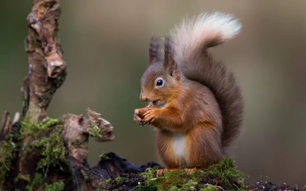 Red squirrel, a small rodent animal holding a nut on a mossy log — 4K Ultra HD PC desktop wallpaper and background.