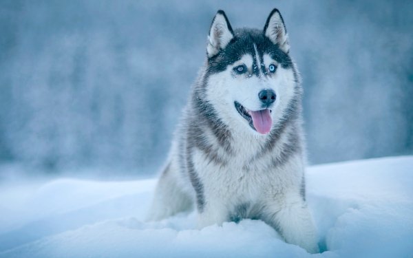 Husky In The Snow Hd Wallpaper 