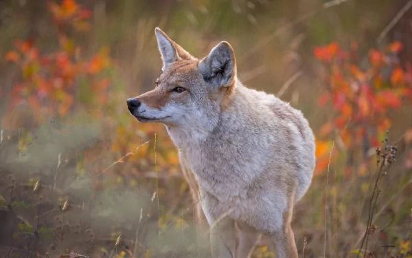 Animal coyote HD Desktop Wallpaper | Background Image
