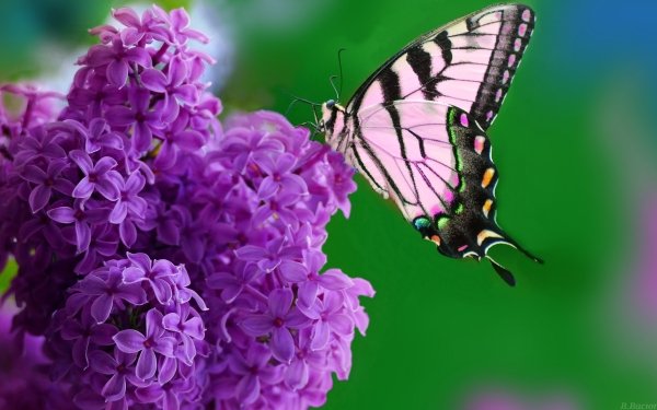 Animal Butterfly Lilac Insect Macro HD Wallpaper | Background Image