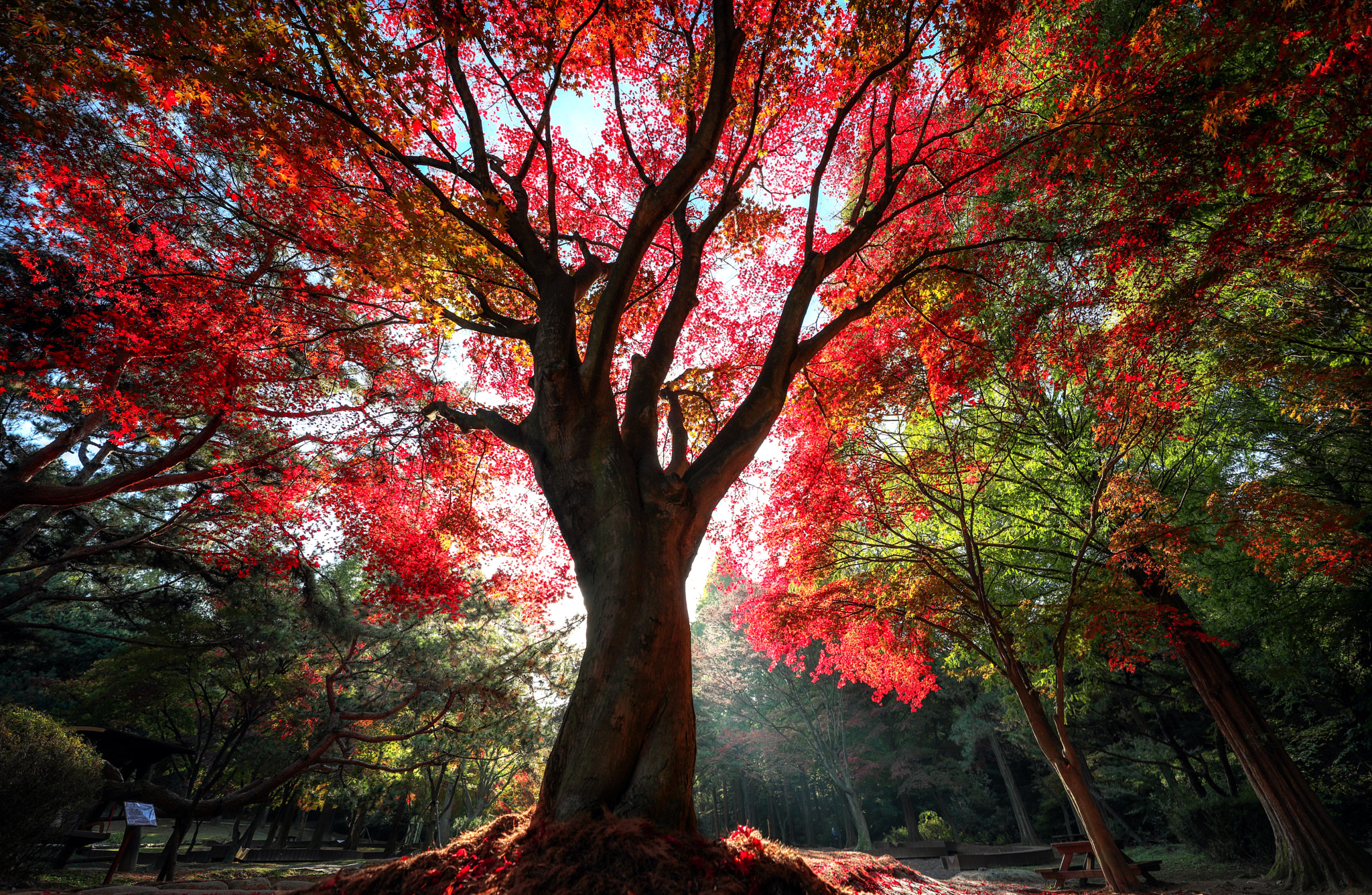 Download Breathtaking Red Tree in the Middle of a Grass Meadow Wallpaper   Wallpaperscom