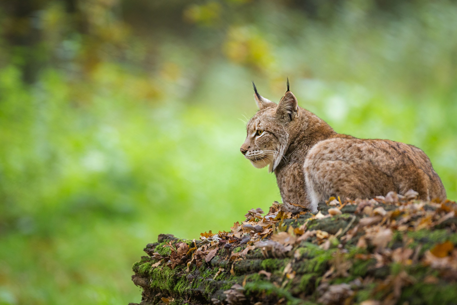 Animal Lynx HD Wallpaper. 