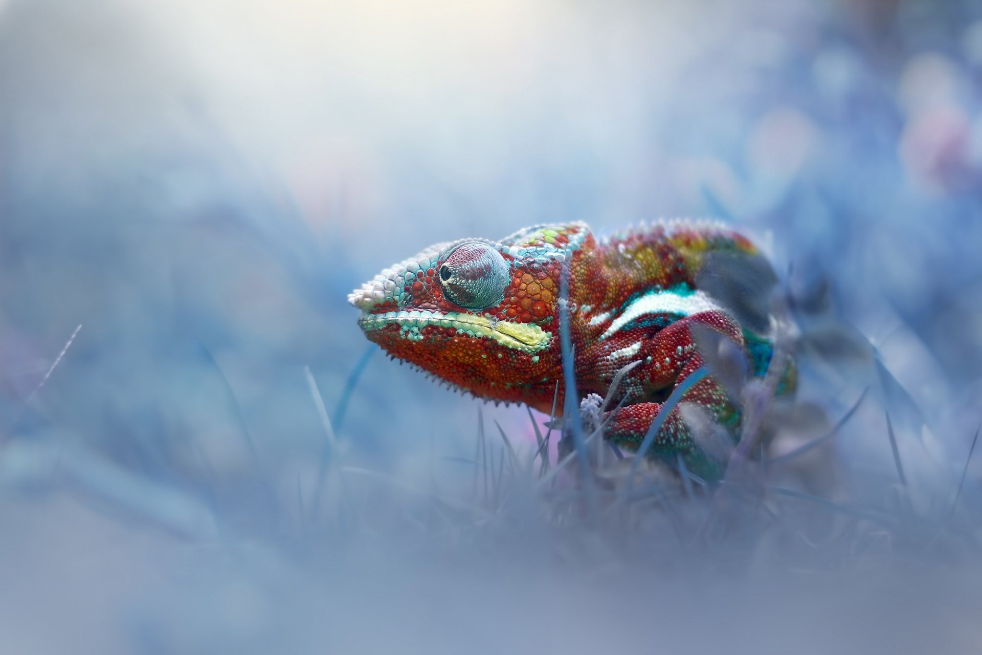 Download Lizard Animal Chameleon HD Wallpaper