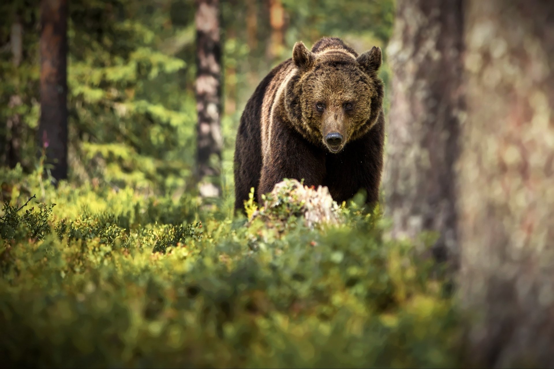 Download Animal Bear HD Wallpaper