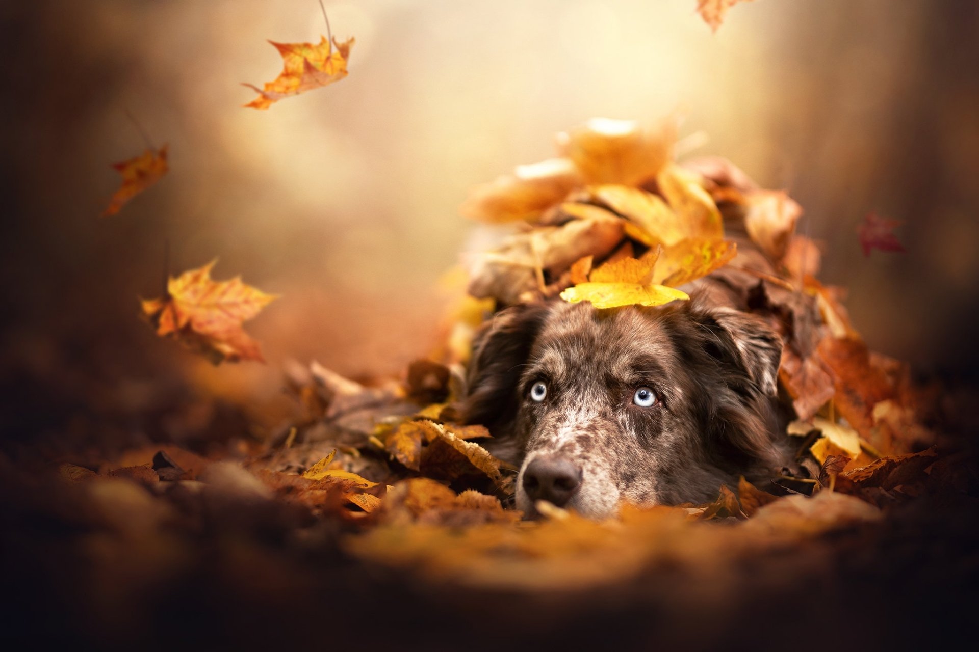 Download Dog Leaf Fall Animal Australian Shepherd  HD Wallpaper