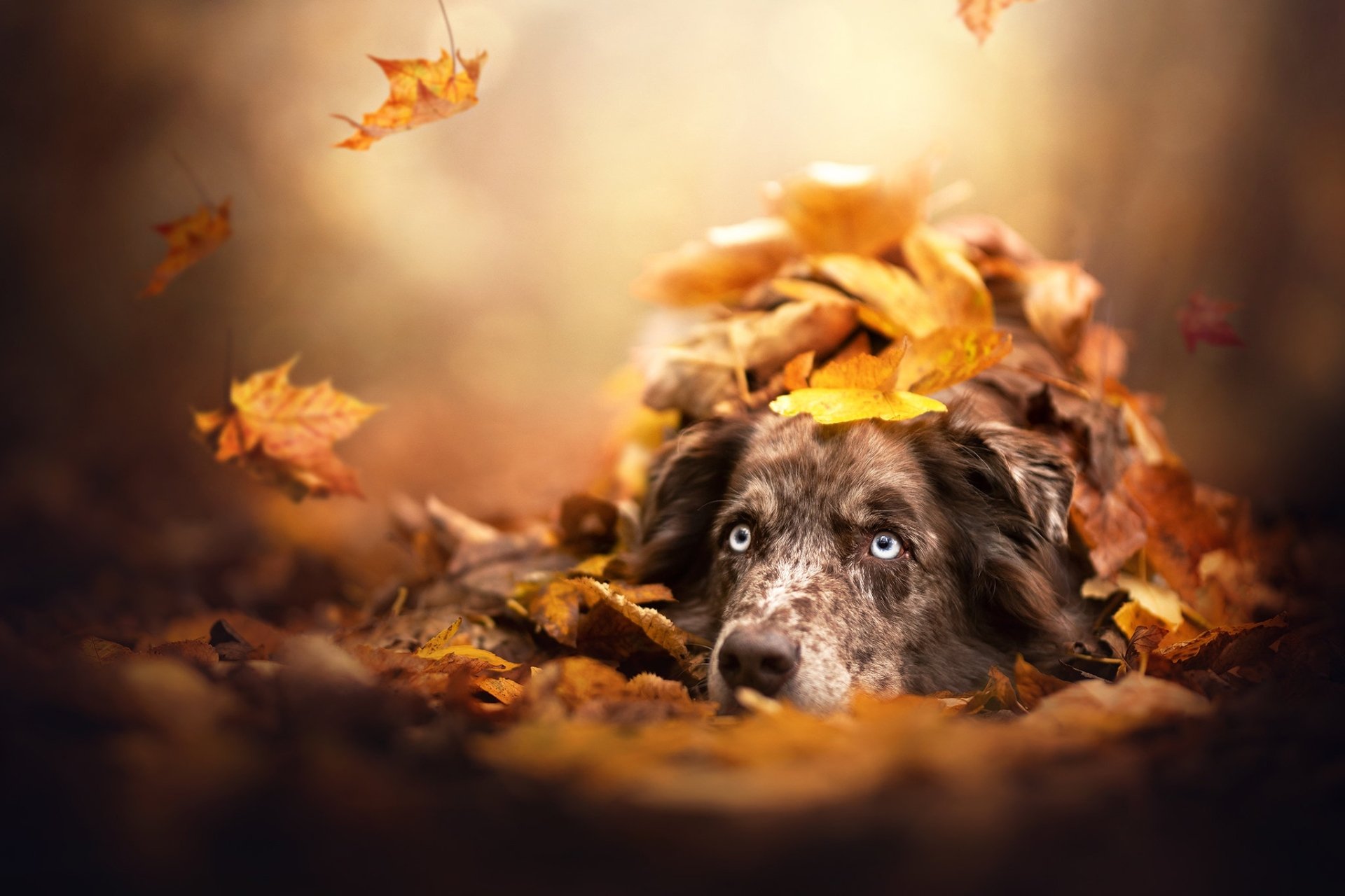 Download Dog Leaf Fall Animal Australian Shepherd HD Wallpaper