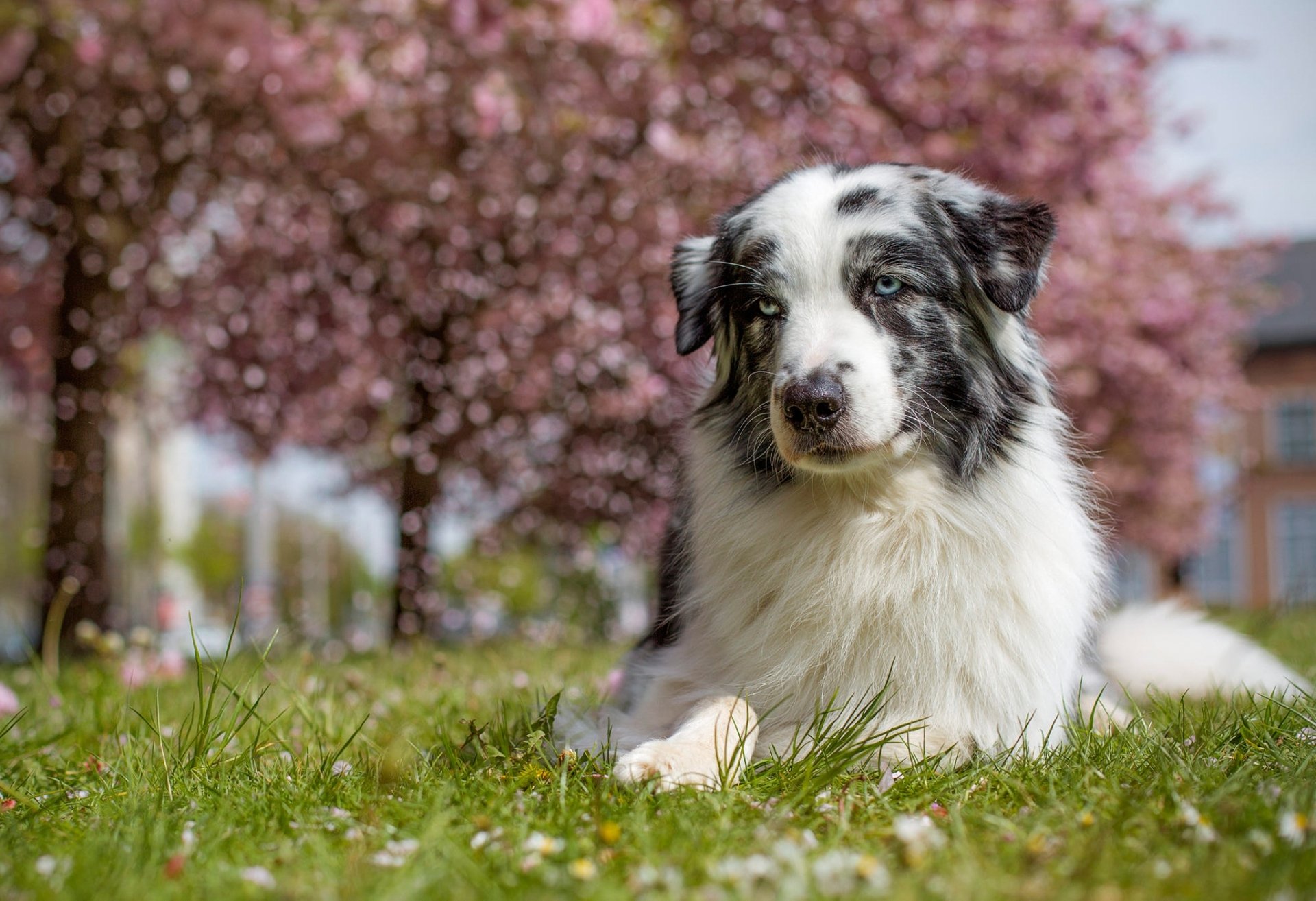 Australian Shepherd HD Wallpaper