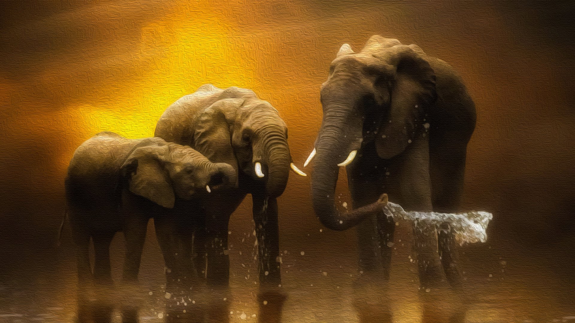 4K Ultra HD PC desktop wallpaper depicting three African bush elephants wading and splashing in golden, backlit water at sunset.