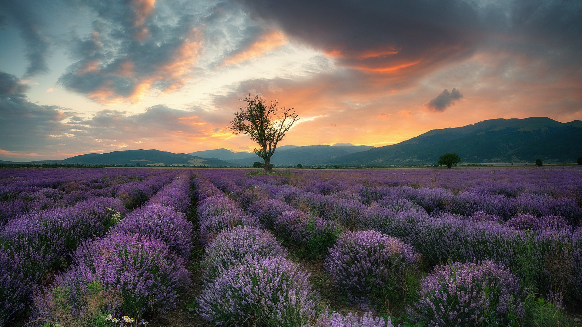 Download Cloud Sunset Sky Field Nature Lavender Hd Wallpaper