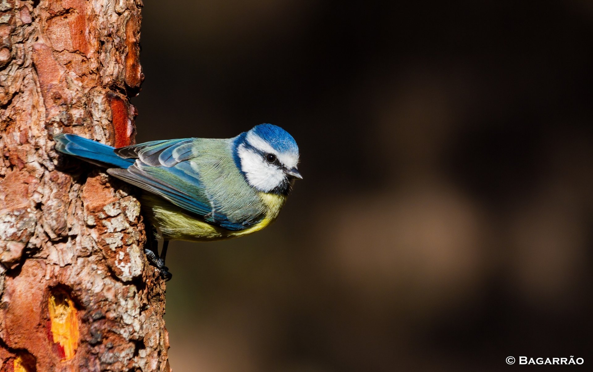 HD PC desktop wallpaper featuring a vibrant titmouse perched on the side of a tree trunk against a blurred dark background.
