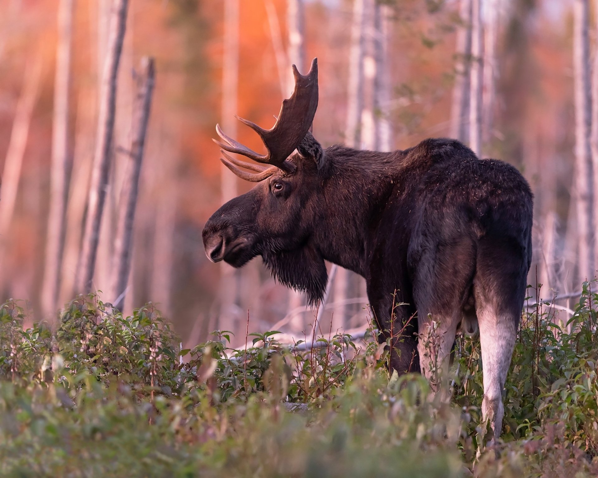 Download Animal Moose HD Wallpaper