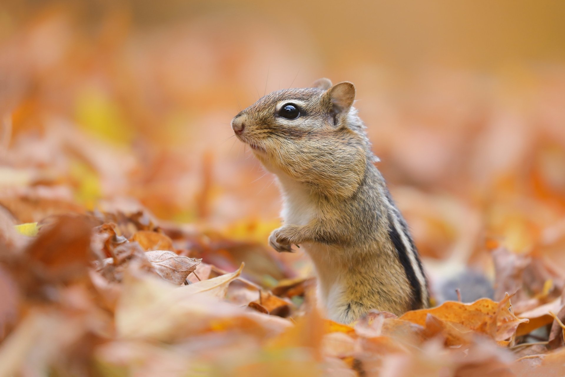 Chipmunk HD Wallpaper | Background Image | 3072x2048