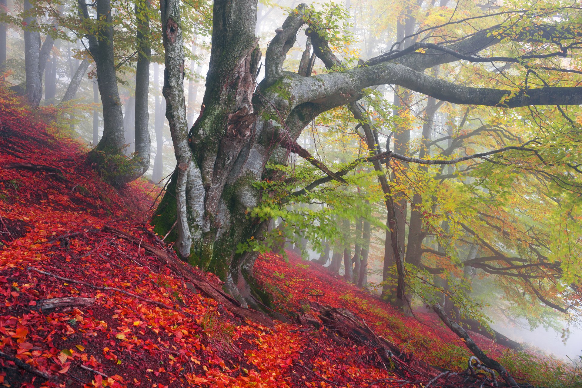 Download Leaf Fall Nature Forest 4k Ultra HD Wallpaper