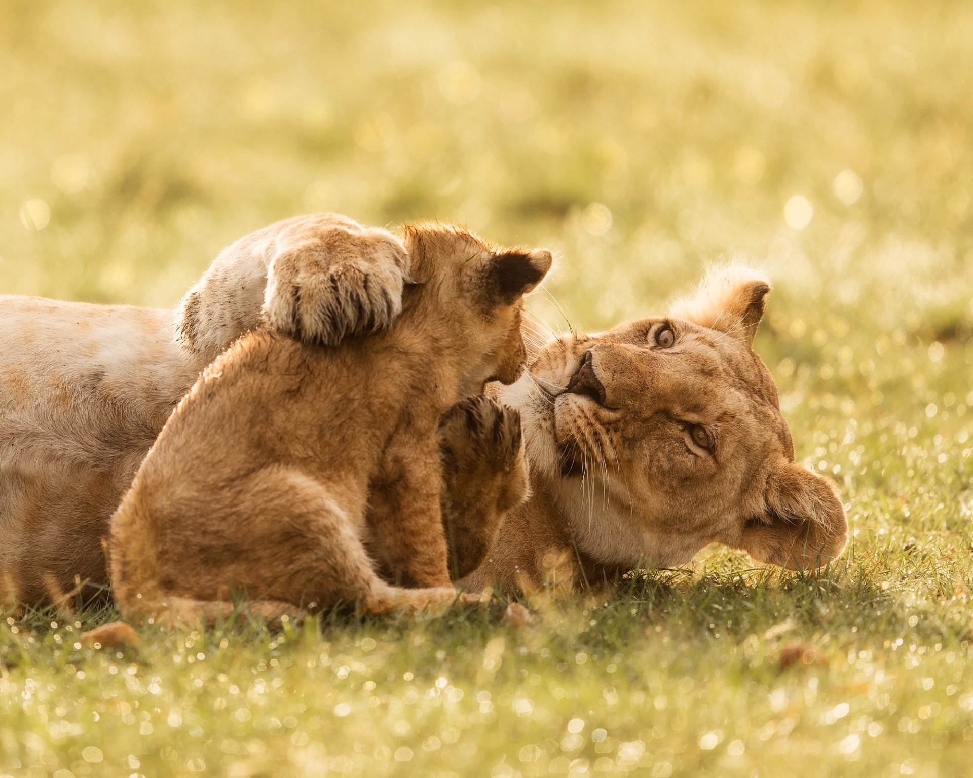 HD desktop wallpaper of a lioness gently interacting with her playful baby cub in a sunlit grassy field.