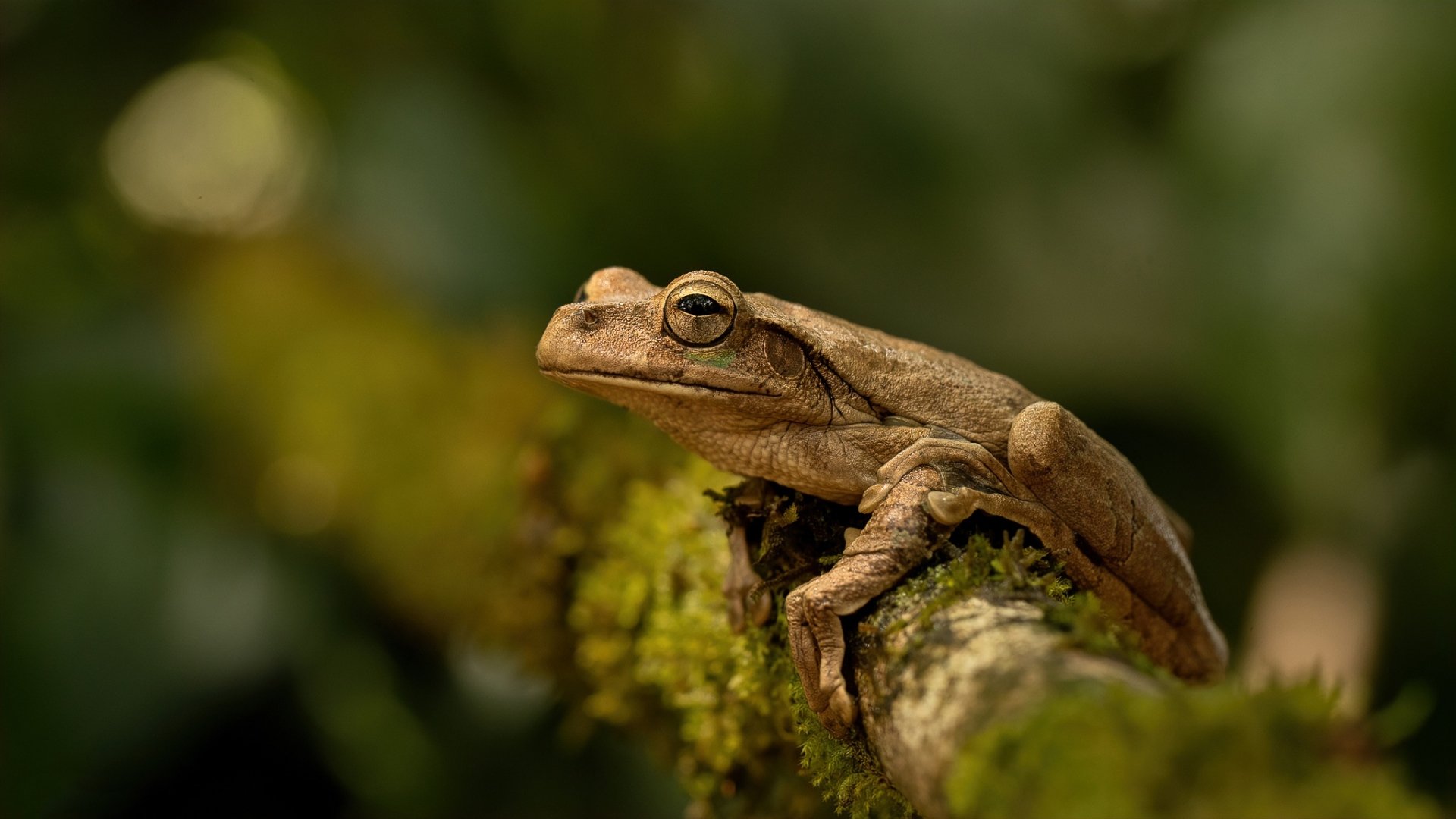 HD PC desktop wallpaper and background featuring an amphibian animal — a brown frog perched on a mossy branch with soft green bokeh.