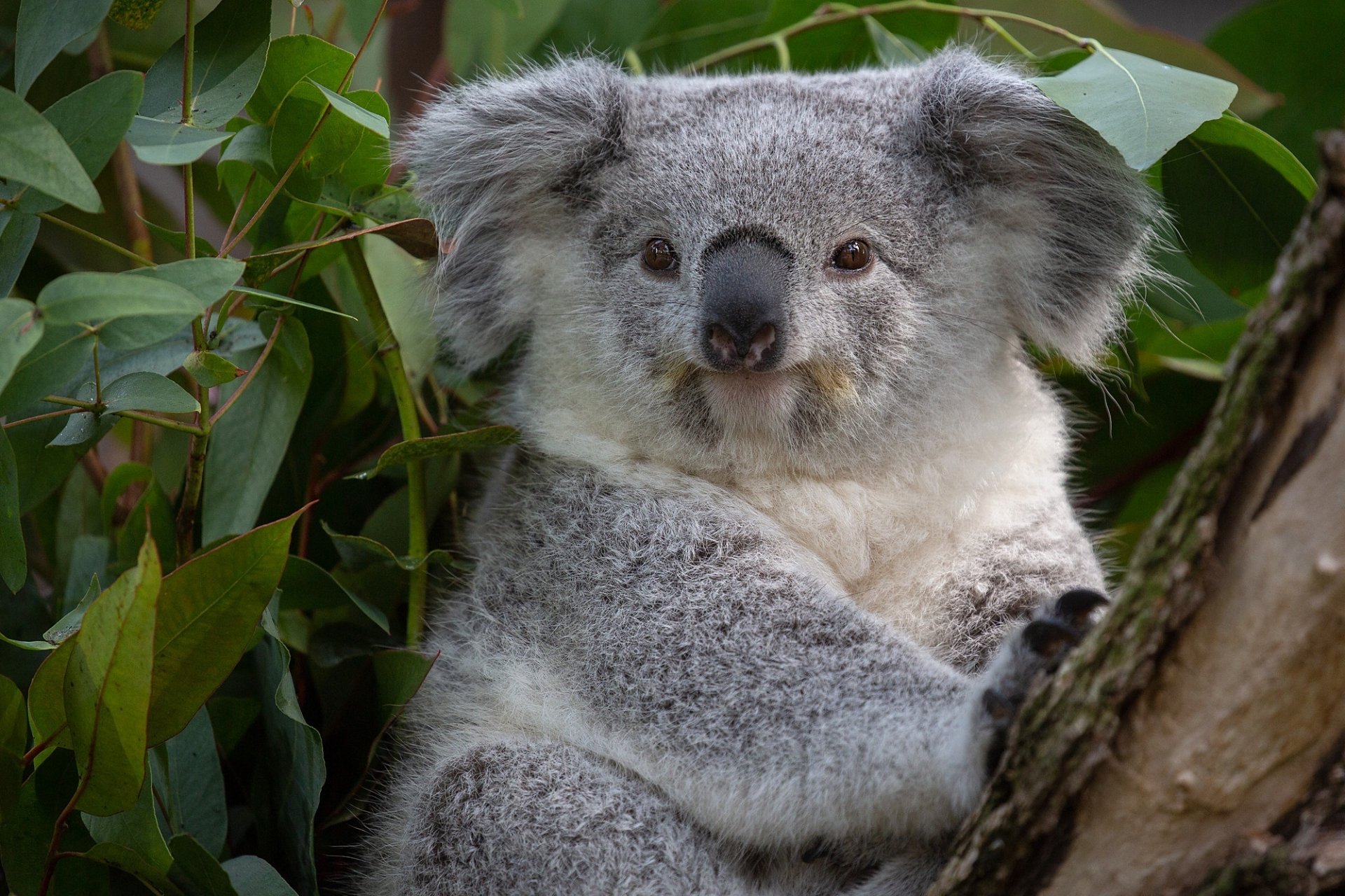 Download Animal Koala HD Wallpaper