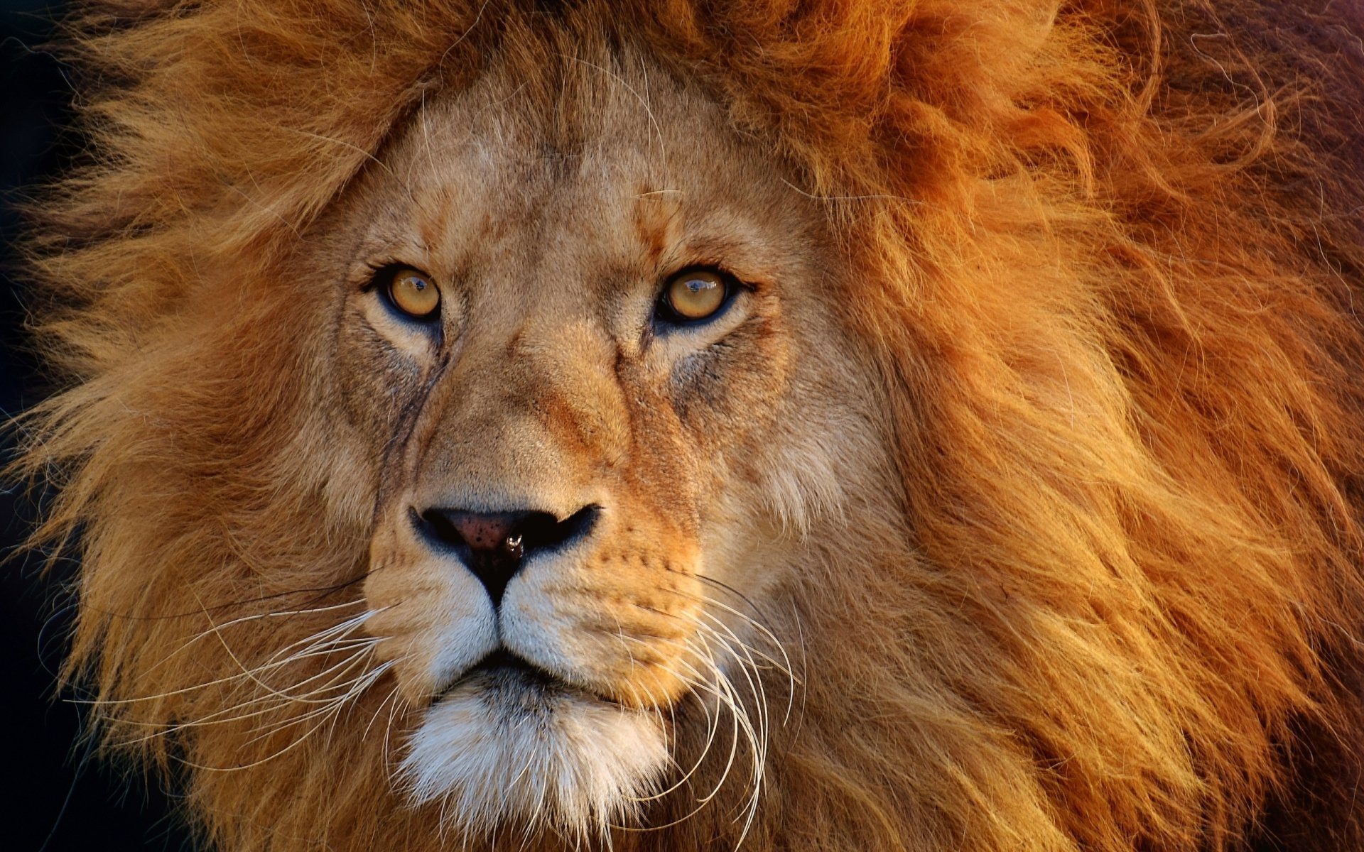 Male Lion