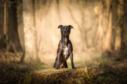 dog Animal american pit bull terrier HD Desktop Wallpaper | Background Image