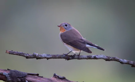 passerine bird Animal Flycatcher HD Desktop Wallpaper | Background Image