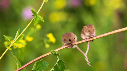  Eurasian harvest mouse