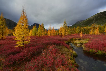 2K Quad HD PC desktop wallpaper and background: fall nature landscape with golden larch trees and red tundra beside a winding stream under moody clouds.