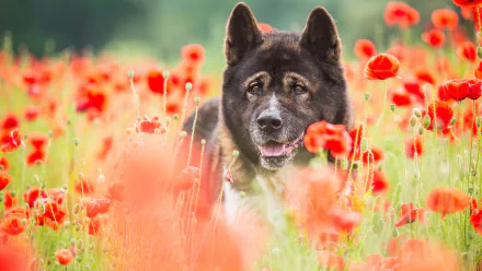 summer red flower flower poppy dog Animal akita HD Desktop Wallpaper | Background Image