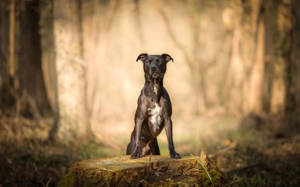 dog Animal american pit bull terrier HD Desktop Wallpaper | Background Image