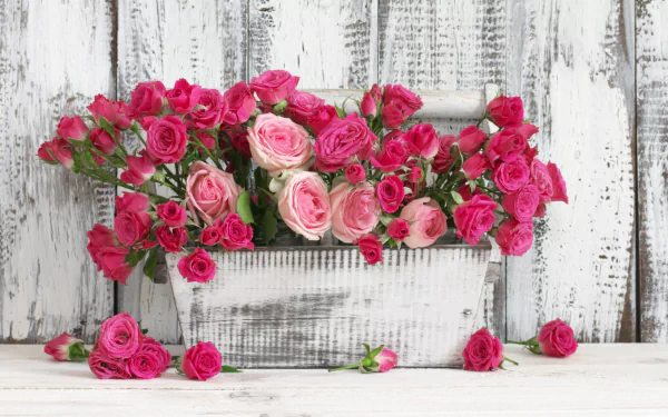 HD PC desktop wallpaper: pink rose blooms arranged in a man-made wooden crate against distressed white wooden planks, with scattered flowers on the surface.