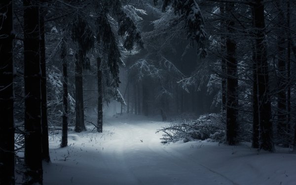 Earth Forest Winter Path HD Wallpaper | Background Image