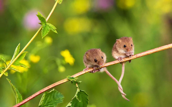  Eurasian harvest mouse