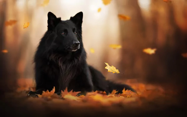 Groenendael belgian shepherd leaf fall depth of field Animal dog HD Desktop Wallpaper | Background Image